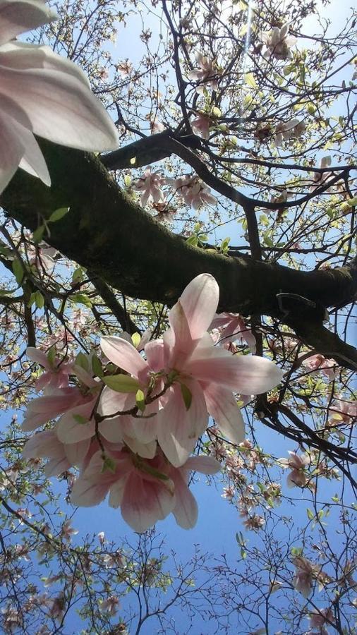 Villa Rustico Viboldone エクステリア 写真